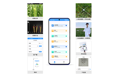 丹东市小麦表型测量仪IN-XM05